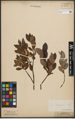 Foto von Salix phylicifolia L.
